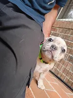 Maxamillion, a male French Bulldog for sale in Spartanburg, SC – Photo 4 of 7