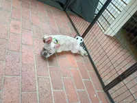 Maxamillion, a male French Bulldog for sale in Spartanburg, SC – Photo 5 of 7