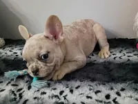 Maxamillion, a male French Bulldog for sale in Spartanburg, SC – Photo 2 of 3