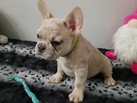 Maxamillion, a male French Bulldog for sale in Spartanburg, SC – Photo 1 of 3