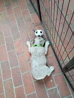 Maxamillion, a male French Bulldog for sale in Spartanburg, SC – Photo 6 of 7