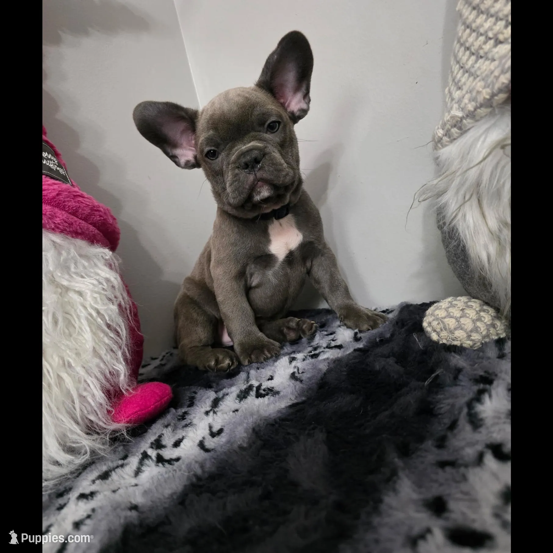 Oliver, a male French Bulldog for sale in Spartanburg, SC – Photo 2 of 3