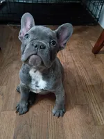 Oliver, a male French Bulldog for sale in Spartanburg, SC – Photo 4 of 7