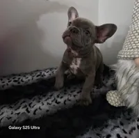 Oliver, a male French Bulldog for sale in Spartanburg, SC – Photo 1 of 3