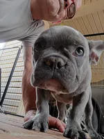 Oliver, a male French Bulldog for sale in Spartanburg, SC – Photo 5 of 7