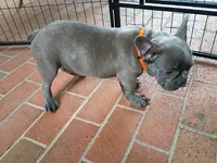 Oliver, a male French Bulldog for sale in Spartanburg, SC – Photo 7 of 7