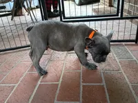 Oliver, a male French Bulldog for sale in Spartanburg, SC – Photo 6 of 7