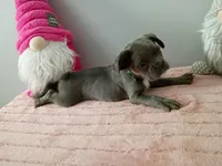 Breezy, a female French Bulldog for sale in Spartanburg, SC – Photo 2 of 4