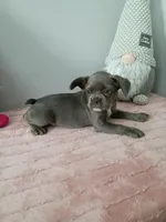 Breezy, a female French Bulldog for sale in Spartanburg, SC – Photo 1 of 4