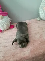 Breezy, a female French Bulldog for sale in Spartanburg, SC – Photo 3 of 4