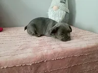 Breezy, a female French Bulldog for sale in Spartanburg, SC – Photo 4 of 4