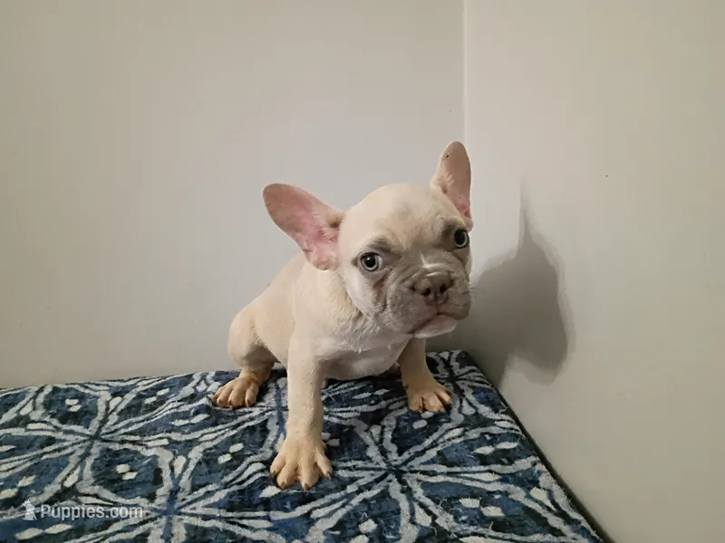 Cream Dream – French Bulldog puppy for sale in Spartanburg, SC