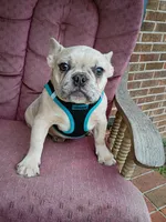 Maxamillion, a male French Bulldog for sale in Spartanburg, SC – 4 of 6
