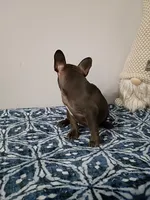 Denzel, a male French Bulldog for sale in Spartanburg, SC – 4 of 5