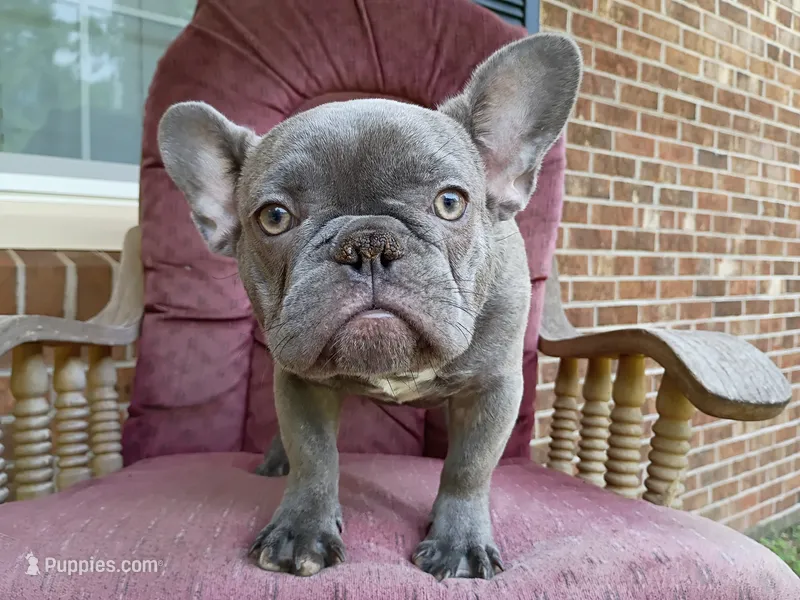 Winston – French Bulldog puppy for sale in Spartanburg, SC
