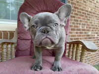 Winston, a male French Bulldog for sale in Spartanburg, SC – 1 of 4