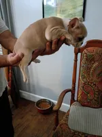 Athena , a female French Bulldog for sale in Spartanburg, SC – 4 of 4