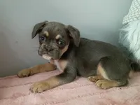 Bonnie, a female French Bulldog for sale in Spartanburg, SC – Photo 4 of 4