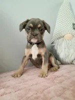 Bonnie, a female French Bulldog for sale in Spartanburg, SC – Photo 3 of 4