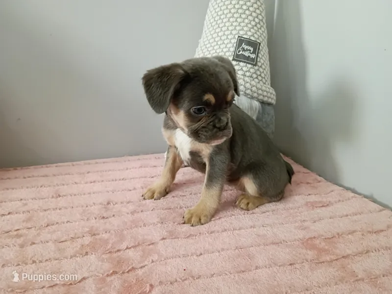 Bonnie – French Bulldog puppy for sale in Spartanburg, SC