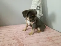 Bonnie, a female French Bulldog for sale in Spartanburg, SC – Photo 1 of 4