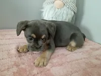 Bonnie, a female French Bulldog for sale in Spartanburg, SC – Photo 2 of 4