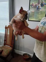 Scrappy Doo, a male French Bulldog for sale in Spartanburg, SC – 3 of 4
