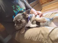 Ziba, a female French Bulldog for sale in Spartanburg, SC – 2 of 5