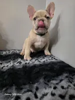 Achilles, a male French Bulldog for sale in Spartanburg, SC – Photo 3 of 3