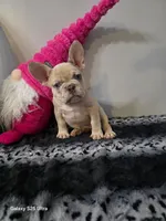 Achilles, a male French Bulldog for sale in Spartanburg, SC – Photo 2 of 3