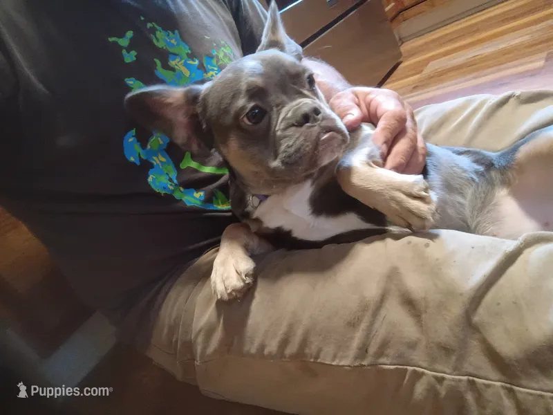 Ziba – French Bulldog puppy for sale in Spartanburg, SC