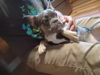 Ziba, a female French Bulldog for sale in Spartanburg, SC – 1 of 5