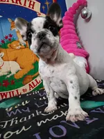 Marco, a male French Bulldog for sale in Spartanburg, SC – Photo 2 of 6