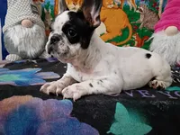 Marco, a male French Bulldog for sale in Spartanburg, SC – Photo 1 of 6