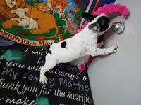 Marco, a male French Bulldog for sale in Spartanburg, SC – Photo 4 of 6