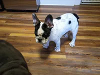 Marco, a male French Bulldog for sale in Spartanburg, SC – Photo 6 of 6