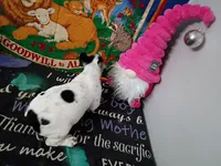 Marco, a male French Bulldog for sale in Spartanburg, SC – Photo 5 of 6