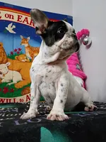 Marco, a male French Bulldog for sale in Spartanburg, SC – Photo 3 of 6