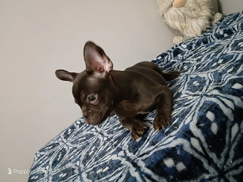 Denzel, a male French Bulldog for sale in Spartanburg, SC – 1 of 5