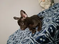 Denzel, a male French Bulldog for sale in Spartanburg, SC – 1 of 5