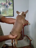 Scrappy Doo, a male French Bulldog for sale in Spartanburg, SC – 4 of 4