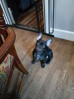 Denzel, a male French Bulldog for sale in Spartanburg, SC – 6 of 7