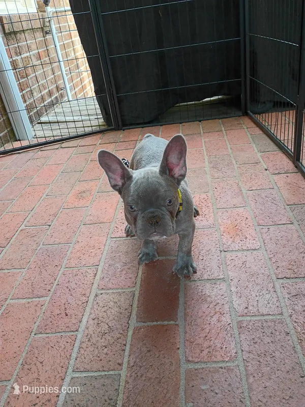 Tommy – French Bulldog puppy for sale in Spartanburg, SC