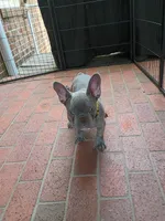 Tommy, a male French Bulldog for sale in Spartanburg, SC – Photo 1 of 5