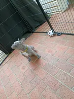 Tommy, a male French Bulldog for sale in Spartanburg, SC – Photo 5 of 5