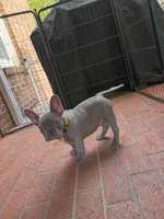 Tommy, a male French Bulldog for sale in Spartanburg, SC – Photo 2 of 5