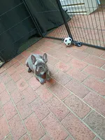 Tommy, a male French Bulldog for sale in Spartanburg, SC – Photo 3 of 5