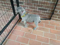 Tommy, a male French Bulldog for sale in Spartanburg, SC – Photo 4 of 5