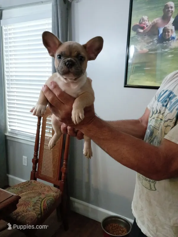 Scrappy Doo – French Bulldog puppy for sale in Spartanburg, SC