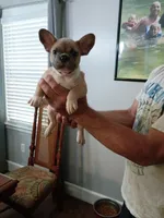 Scrappy Doo, a male French Bulldog for sale in Spartanburg, SC – 1 of 4